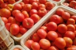 赤峰純?nèi)饽c批發(fā)電話多少號