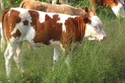 赤峰天賦牛酒水店電話號(hào)碼查詢