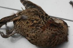 內(nèi)蒙古赤峰送狗電話地址查詢