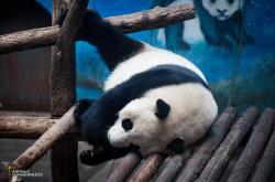 赤峰紅山動物園電話號碼多少