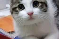 赤峰貓王家具專賣店電話號(hào)碼