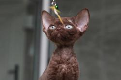 赤峰貓咪免費(fèi)送人電話是多少號(hào)