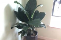 赤峰紅山步行街花卉店電話號(hào)碼