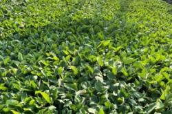 赤峰圓茄苗訂購平臺電話號碼