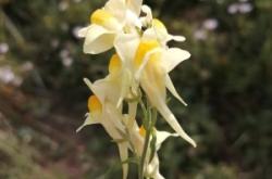 赤峰市抓花小豬客服電話號碼