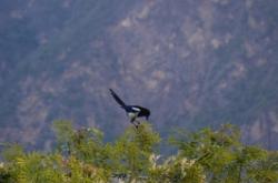 赤峰貢格爾喜鵲溝牧場(chǎng)電話號(hào)碼