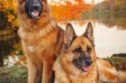 赤峰市出售德牧犬的電話是多少