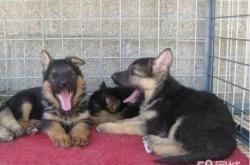 赤峰大型犬狗舍地址電話號碼