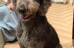 赤峰巨貴美容院地址電話號碼