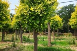 赤峰大頭草龜種植基地電話號碼