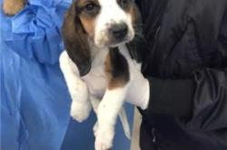 赤峰異類寵物店電話多少號