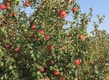 赤峰手機店蘋果電話多少號