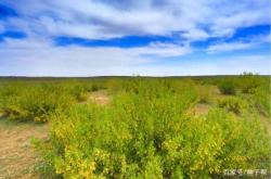 赤峰檸條草顆粒廠(chǎng)家電話(huà)號(hào)碼