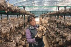 內(nèi)蒙古赤峰香菇基地電話號碼