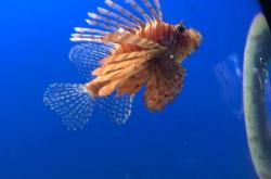 赤峰水族館團(tuán)購(gòu)電話地址查詢