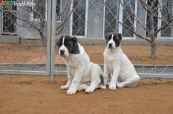 赤峰市中亞犬舍地址電話號碼