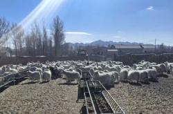 赤峰山羊 屠宰場(chǎng)電話號(hào)碼查詢