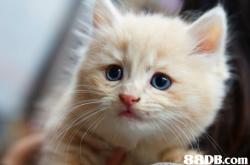 赤峰二手貓包出售電話號碼