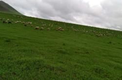 赤峰活羊養(yǎng)殖場(chǎng)電話(huà)地址查詢(xún)