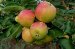 赤峰市蘋果客服電話多少號