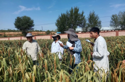 赤峰中藥材種子市場電話號碼