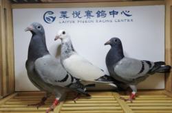 赤峰雨點(diǎn)公司地址查詢電話號(hào)碼