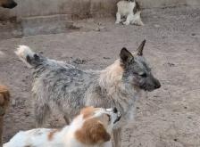 赤峰寵物狗回收電話是多少號