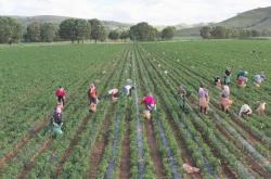 赤峰種植曲麻菜基地電話號碼