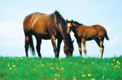 赤峰大彭綜合批零商店電話號碼