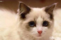 赤峰幼貓直播出售同城電話號(hào)碼