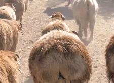 赤峰市大尾羊飯店電話號(hào)碼