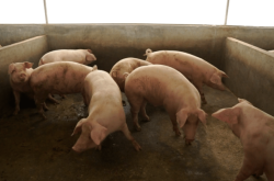 赤峰市橋頭養(yǎng)殖場電話號碼