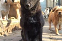 赤峰市狗狗救助站電話號碼