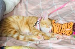 赤峰市貓咪出售群電話號(hào)碼