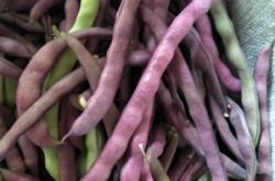 赤峰大田豆角批發(fā)市場(chǎng)電話號(hào)碼