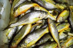 赤峰生鮮海鮮批發(fā)市場電話號(hào)碼