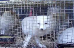 赤峰市狐貍養(yǎng)殖基地電話號碼