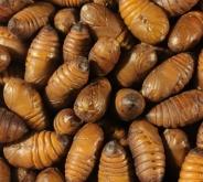 赤峰紅山區(qū)龍蚌社區(qū)電話號(hào)碼