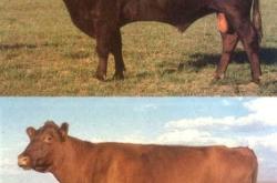 赤峰養(yǎng)羊場電話多少號碼