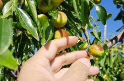 赤峰冬棗采摘園電話號(hào)碼查詢