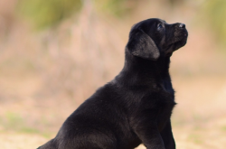 赤峰市寵物管理中心電話號(hào)碼