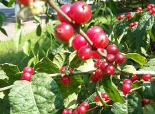 赤峰西山高爾夫球場(chǎng)電話號(hào)碼