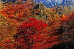 赤峰野馳集團公司