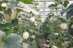 赤峰浩森采摘園電話多少號(hào)