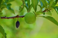 赤峰香蕉李子代收電話號碼查詢