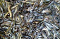 赤峰有回收寵物魚的嗎電話號碼