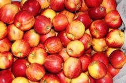 內(nèi)蒙古赤峰水果代賣電話號碼