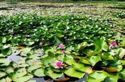 赤峰橋北荷花池社區(qū)電話號(hào)碼