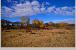 赤峰軍馬場(chǎng)拼車群電話地址查詢