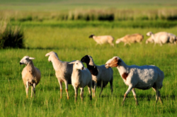 赤峰綠色捷達(dá)4s店電話號(hào)碼